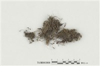 藏品(南亞孔雀苔)的圖片